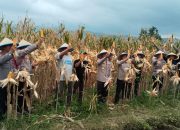 Polres Pemalang dan Dinas Pertanian Gelar Panen Jagung Tahap 1 Dukung Program Ketahanan Pangan