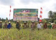 Kodim 1508 Tobelo, Panen Padi Gogo Perdana, Langkah Awal Menuju Ketahanan Pangan di Halut Maluku Utara