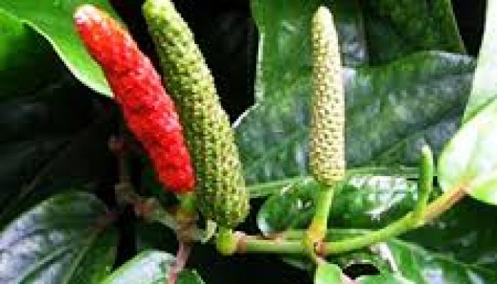 Sinergitas Budidaya Cabe Jawa & RANDU Simbol Kabupaten Pasuruan
