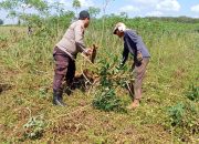 Gemakan Ketahanan Pangan, Bahbinkamtibmas Polsek Menggala Turun Langsung Ke Tengah Para Petani