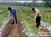 Bhabinkamtibmas Polsek Menggala Turun Lanpangan Dorong Warga Optimalkan Lahan Pekarangan