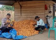 Tanaman Jagung Menjadi Contoh Nyata, Polres Tulang Bawang Perkuat Sinergi Dengan Masyarakat Di Bidang Pertanian