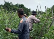 Bhabinkamtibmas Polsek Menggala Gebrak Ketahanan Pangan! Serbu Lahan Pekarangan , Dorong Petani Memaksimalkan Hasil Pertanian