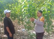 Bhabinkamtibmas Kampung Kahuripan Dalam Gerak Bersama Petani Perkuat Ketahanan Pangan Negeri