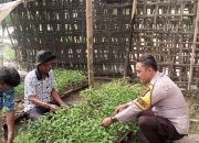 Bhabinkamtibmas Polsek Menggala Gerak Cepat, Dorong Warga Manfaatkan Lahan Pekarangan Demi Ketahanan Pangan Kabupaten Tulang Bawang